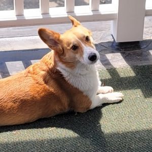 Meet your Posher, Cassidy